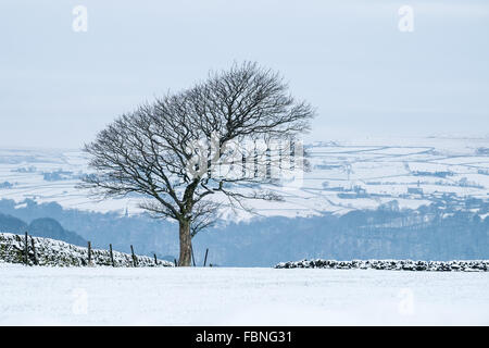 Un arbre isolé sur une colline face à Hebden Bridge dans le West Yorkshire, Angleterre. Banque D'Images