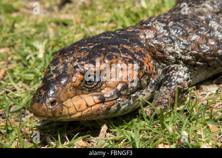 Shingleback (Tiliqua rugosa) Banque D'Images