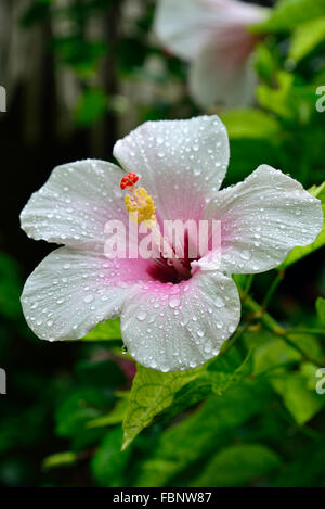 Fleur d'Hibiscus avec gouttes de prise sur le petit paradis tropical de l'île Aitutaki, Îles Cook, Pacifique Sud Banque D'Images