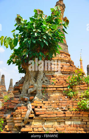 Des arbres présentant leurs racines grandir le côté d'un ancien stupa au bord de l'eau du lac Inle, Myanmar, ex-Birmanie, en Asie du sud-est Banque D'Images