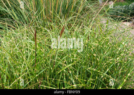 MISCANTHUS SINENSIS petit zèbre Banque D'Images