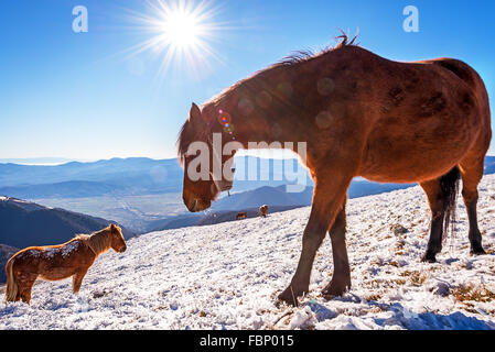 Lot de chevaux ensemble permanent en hiver Banque D'Images
