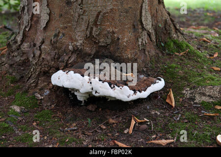 GANODERMA ADSPERSUM Aesculus turbinata SUR CROISSANT Banque D'Images