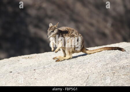 Rock-Wallaby Petrogale Mareeba, Mareeba Banque D'Images