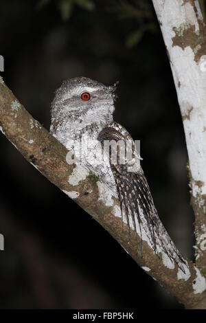 Podargus ocellatus, une grille supérieure en marbre, de nuit Banque D'Images