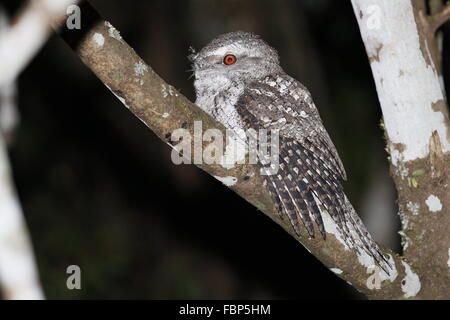 Podargus ocellatus, une grille supérieure en marbre, de nuit Banque D'Images