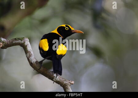 Regent, oiseau Sericulus chrysocephalus, homme Banque D'Images