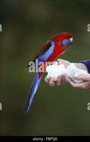 Crimson Rosella, Platycerus elegans et être nourri à la main Banque D'Images