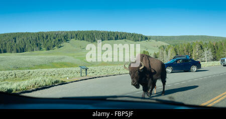 Deux lentement les bisons font leur chemin sur la route Banque D'Images