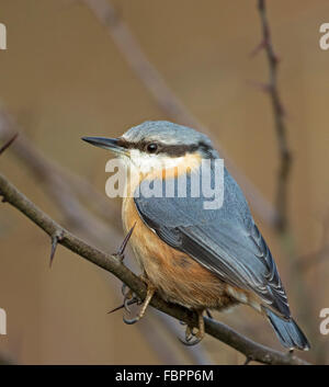 Blanche (Sitta europaea) Banque D'Images