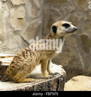 Meerkat (Suricata suricatta) piscine Banque D'Images