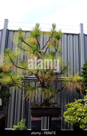 Pinus palustris ou connu sous le nom de longue feuille bonsaï de pin Banque D'Images