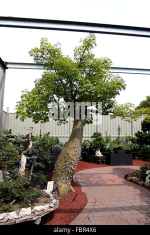 Ceiba Speciosa ou Chorisia speciosa aussi connu sous le nom de l'arbre de soie Banque D'Images