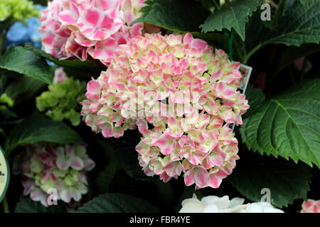 Hortensia rose en pleine floraison Banque D'Images