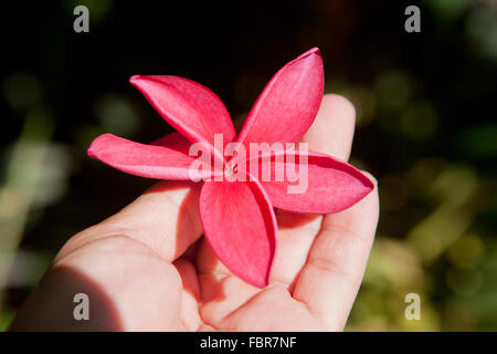 Plumeria flower rouge dans la main (Plumerica rubra) Banque D'Images