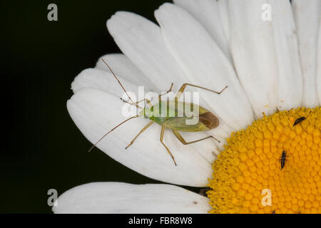 Bug de la pomme de terre, pomme de terre, fraise de la capside, Zweipunktige Wiesenwanze, Bug, Weichwanze Closterotomus norvegicus, Cimex bipunctatus Banque D'Images