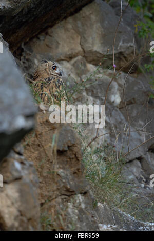 Northern Eagle Owl / Europaeischer Uhu ( Bubo bubo ), bien camouflée, l'éveil à l'aube, de la faune, de l'Allemagne. Banque D'Images