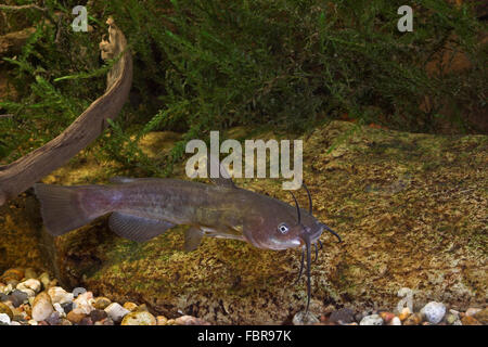 La barbotte brune, le poisson-chat, le poisson-chat américain, Brauner, Katzenwels Zwergwels, Ictalurus nebulosus, Ameiurus nebulosus Banque D'Images