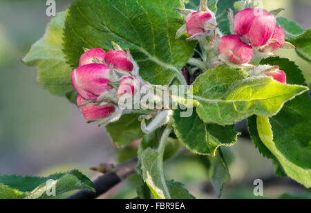 Bourgeons rose fleurs d'un pommier et les jeunes feuilles vertes contre un jardin verdoyant. Banque D'Images