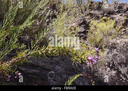 Campylanthus salsoloides un arbuste à la floraison sur l'île de Gran Canaria Banque D'Images