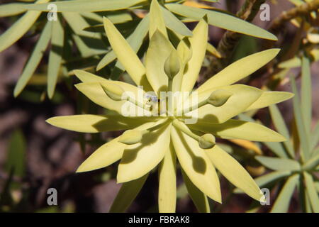 Un Euphorbia regis-jubae euphorbe ésule poussant sur l'île de Gran Canaria Banque D'Images