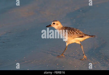 Pluvier argenté (Pluvialis squatarola), la non-reproduction plumage, sur la plage de l'océan au lever du soleil, Galveston, Texas, États-Unis Banque D'Images