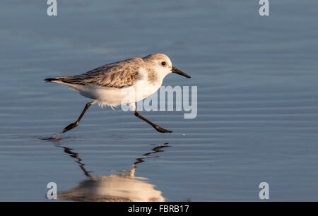 Bécasseau sanderling (Calidris alba) le long de la côte de l'océan, Galveston, Texas, États-Unis Banque D'Images
