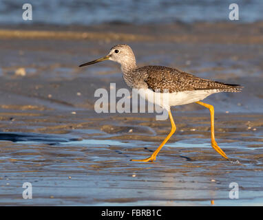 Grand chevalier (Tringa melanoleuca) le long de la côte, Galveston, Texas, États-Unis Banque D'Images