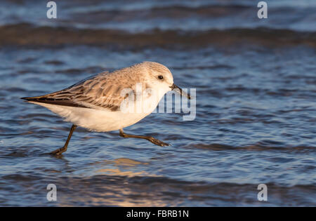 Bécasseau sanderling (Calidris alba) le long de la côte de l'océan, Galveston, Texas, États-Unis Banque D'Images