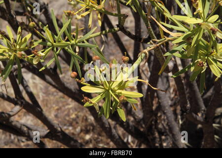 Un Euphorbia regis-jubae euphorbe ésule poussant sur l'île de Gran Canaria Banque D'Images