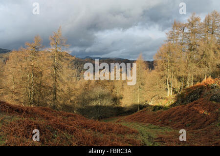 L'automne autour de Tarn Hows et Old Man Coniston Cumbria Banque D'Images