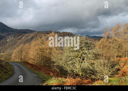 L'automne autour de Tarn Hows et Old Man Coniston Cumbria Banque D'Images