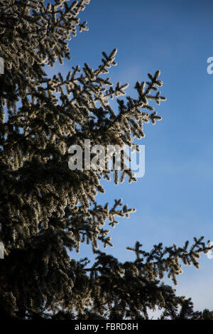 Un arbre de pin couvert de gel avec un ciel bleu clair par une froide après-midi d'hiver canadien. Banque D'Images