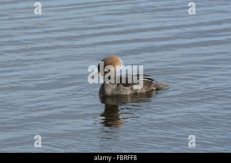 Canard femelle harle couronné (Lophodytes cucullatus) hen natation seul sur lake Banque D'Images