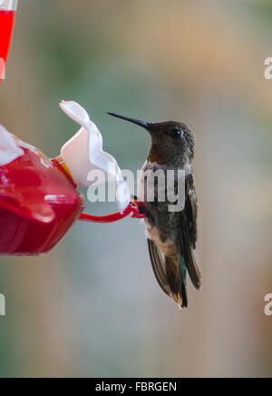 Assis sur le convoyeur d'Hummingbird Banque D'Images