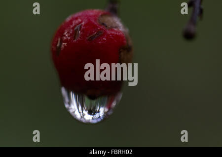Une goutte d'eau se bloque sur un berry Banque D'Images