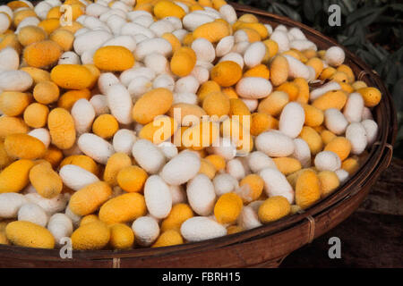 Bangkok, Thaïlande, 2016. Panier de centaines de matières premières naturelles les cocons de soie. Banque D'Images