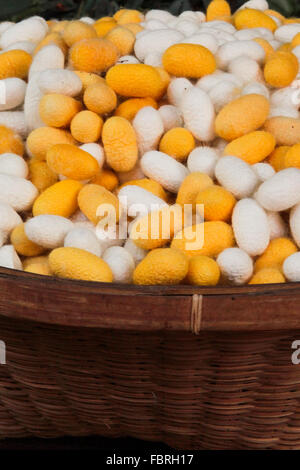 Bangkok, Thaïlande, 2016. Panier de centaines de matières premières naturelles les cocons de soie. Banque D'Images