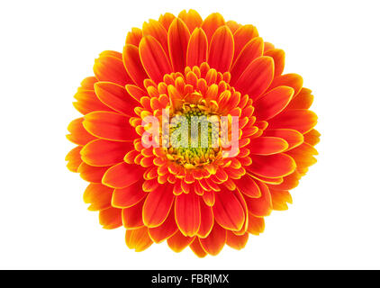 Gerbera Orange flower isolated on white. Banque D'Images