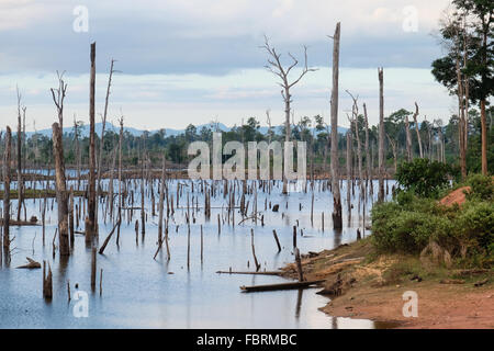 Vue d'une mer d'arbres morts sur les 3 500 millions de m3 de capacité réservoir du projet hydroélectrique Nam Theun 2, couvrant jusqu'à 450 kilomètres carrés sur le Plateau de Nakai, Laos Banque D'Images