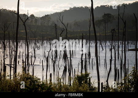 Un crépuscule voir d'une mer d'arbres morts sur les 3 500 millions de m3 de capacité réservoir du projet hydroélectrique Nam Theun 2, couvrant jusqu'à 450 kilomètres carrés sur le Plateau de Nakai, Laos Banque D'Images