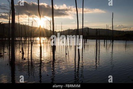 Un coucher de soleil sur une mer d'arbres morts sur les 3 500 millions de m3 de capacité réservoir du projet hydroélectrique Nam Theun 2, couvrant jusqu'à 450 kilomètres carrés sur le Plateau de Nakai, Laos Banque D'Images