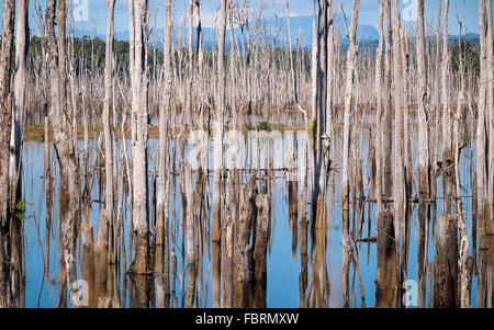 Vue d'une mer d'arbres morts sur les 3 500 millions de m3 de capacité réservoir du projet hydroélectrique Nam Theun 2, couvrant jusqu'à 450 kilomètres carrés sur le Plateau de Nakai, Laos Banque D'Images