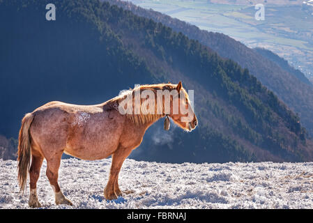 Cheval dans un pâturage d'hiver froid. Banque D'Images