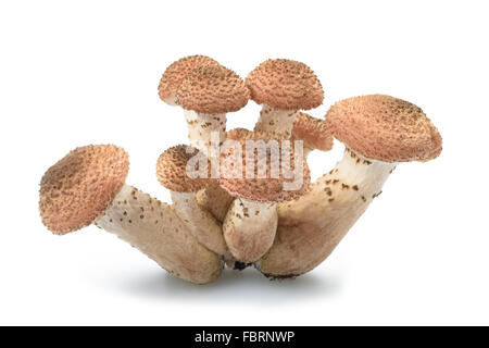 Champignons champignon miel isolé sur fond blanc Banque D'Images