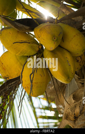 Coco on tree Banque D'Images