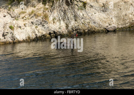 Black Swan la natation sur le lac Rotomahana dans la vallée volcanique de Waimangu en Nouvelle-Zélande. Banque D'Images