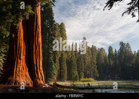 Les arbres Séquoia géant, Parcs Nationaux de Sequoia et de Kings Canyon, Californie, USA Banque D'Images