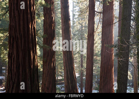 Redwood Forest, Parcs Nationaux de Sequoia et de Kings Canyon, Californie, USA Banque D'Images