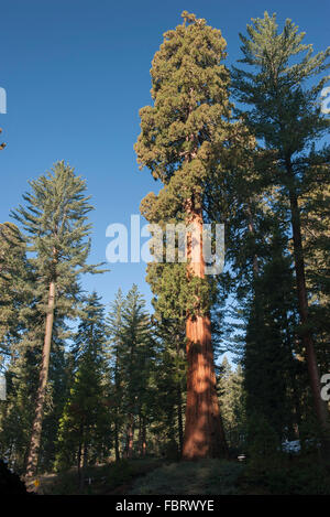 Des arbres géants, Parcs Nationaux de Sequoia et de Kings Canyon, Californie, USA Banque D'Images